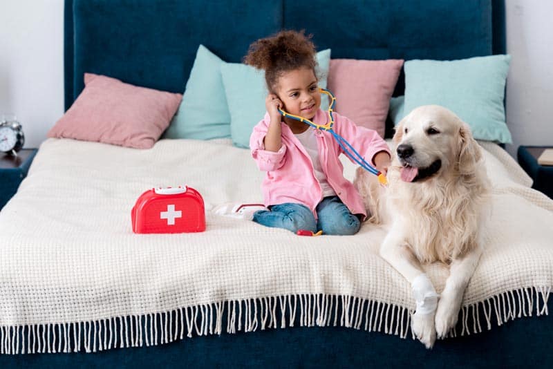 Så gör du kompressioner och inblåsningar (HLR) på hund